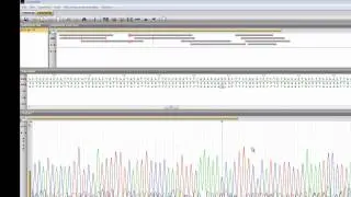 Import and assemble sequencer chromatogram files in Assembler (BioNumerics 6)