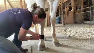 Fetlock/Distal Limb Taping application