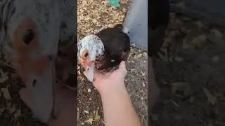 man dies to vicious broody duck attack