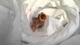 Wild Bird Rehabilitation-First baby bird of the '11 Spring Season