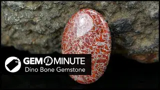 Gem Minute: Dino Bone Gemstone | 140 million-year-old gemstone formed by real Dinosaur Bones