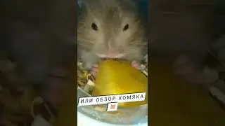 https://www.youtube.com/@xomka_27
