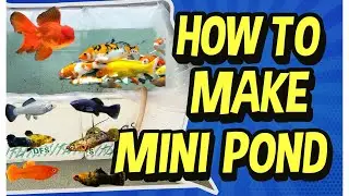 How to make mini pond only ₹300 || Mini Pond setup || Newlight Aquaworld by Bikram mallcik