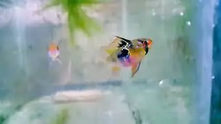 Ram Chiclid