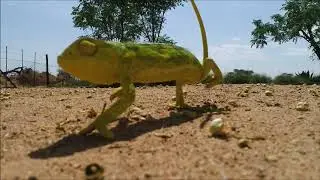 Dancing Chameleon.