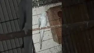gray Ring Neck #birds #birdsavairy #javasparrow #parrot