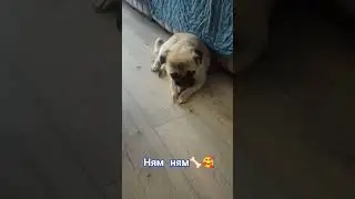 #собака #забавные #мопс