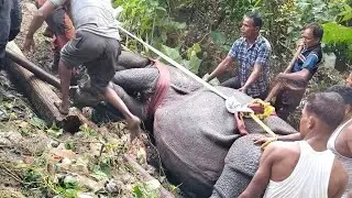 অবশেষে গন্ডার পাকড়াও 🦏 পুন্ডিবাড়ি তে গন্ডার || Rhino at Pundibari || 🦏 || #rhino #wildanimals ||