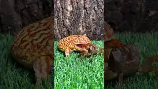 Frog vs scorpion 🦂| Frog try to eat scorpion 🦂 #viral #funny #respect #trending #reels #animals