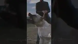 #agressif #attack