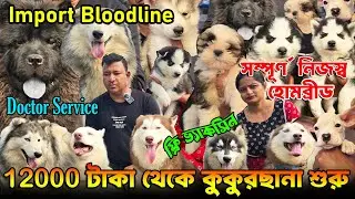 Biggest Siberian Husky Kennel in West Bengal । Import Quality Kci Registered । Dog Market in Kolkata