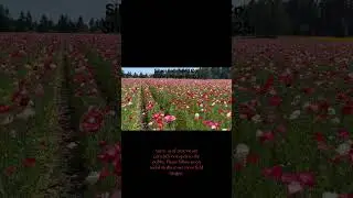 Silver Falls Seed Company Shirley Poppies 2025. #poppies #flowerfields #wildflowers #familyfarm