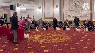Progressive Toy Dog Show - Maltese Ring 2026