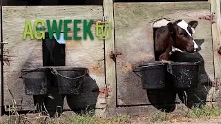 Visit a Robotic Dairy and a Strawberry Farm with Agweek