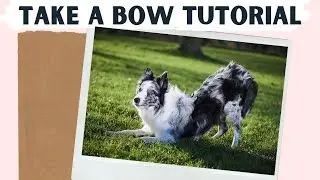 Teach Your Dog to Take a Bow | Dog Trick Tutorial