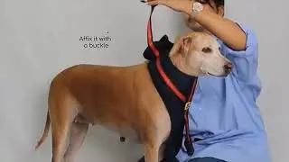 Help Your Dog Climb Stairs & Walk Again! 🦮 Full Body Lift Harness