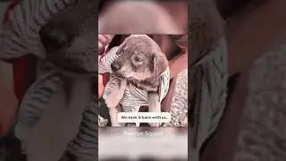 Rescue a puppy must watch Rescue Squad #rescueanimals #cute #viralvideo #viralshort#pets #puppy #dog