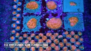 ECC Hypershock Acan Echinata Frag 255997 video