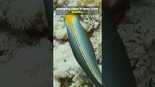 #Unicornfish #OceanMagic #SeaLife #MarineWorld #UnderwaterBeauty #ReefLife #oceanvibes  #didyouknow