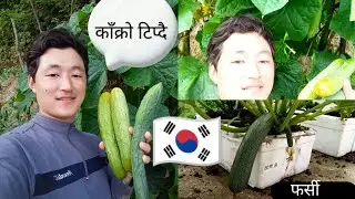 SOUTH KOREA 🇰🇷MA PANI AFAI VEGETABLE 🥒🍆 ROPERA PACHIYO😮