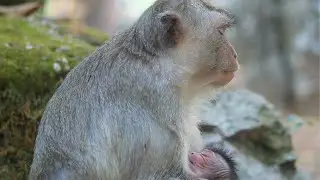 Mama Vikki Carry Her New Born walk a while then Give Milk on Path  on Jan11,2026/Vs.6k095. Ambers