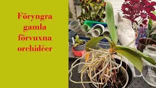 Föryngra gamla förvuxna orkidéer