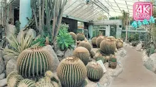 Fukuoka Zoo & Botanical Garden（福岡市動植物園）🐒🌵4K Binaural Hakata　Sounds【Fukuoka】