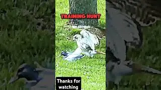Peregrine Falcon practices hunting his prey and he huntsFalcon #peregrine #amurfalcon #hawkeagle