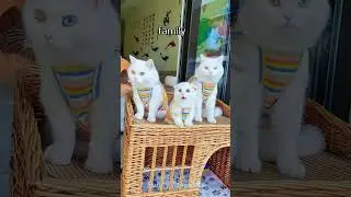 Funniest Animals 2023  Funny Cats