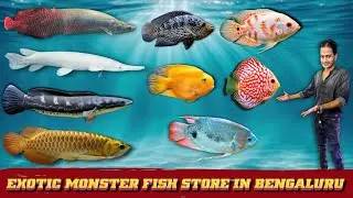 Exploring the Monster Fish Store in Bangalore 🐟 | Exotic Aquarium Fish Heaven 😱| Wow Aquatic🔥