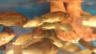 Cambodia - Siem Reap - Kids react - First time having fish massage