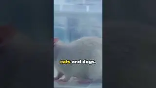 When Rats Had Their Day in Court