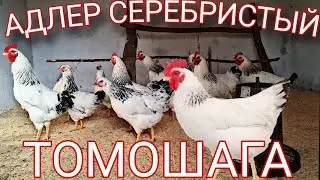 Хонадонизга хеч булмаганда 10 дона зотдор паррандалар бокинг фойдаси бор . Адлер серебристый .