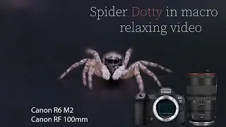 🕷️ | 2 mm 4K Dotty the Lil Spider 🕷️ | 2mm Macro World in 4K