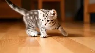 Kitten Chasing Laser Pointer Video #aicat #cat