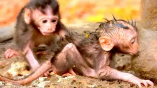 Adorable Baby Monkeys Walk Calmly While Their Mothers Watch Nearby