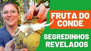 Plante Fruta-do-Conde em casa em vaso ou quintal | DICAS IMPORTANTES PARA O CULTIVO E MANEJO
