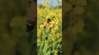 serso ki kheti 🌾🌿🌴||#village#video #youtubeshorts #shorts #video @bloging     #viral