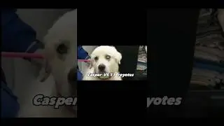 Casper vs 11 coyotes #shorts #youtubeshorts