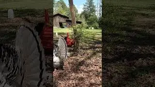 Gobble Gobble! Backyard Royal Palm Turkey Gobbling & Drumming#2024 #turkey #gobble #farmlife