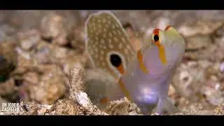 Randall's shrimpgoby