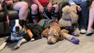 Service dogs provide life-saving support for veterans through Guardian Paws program