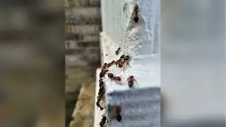 Expert Pest Control Solutions in San Antonio | Pro Defense Pest Control - Bulverde