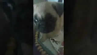 My dog but I put Yoshi's Island Music over her.