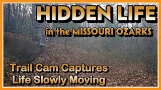 &ldquo;Trail Camera Captures Hidden Life of the Missouri Ozarks&mdash; Life slowly moving&rdquo;