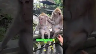 Haha, this monkey is hilarious! 😂🐒 #Monkey #Animals #FunnyVideoFunny #funnyvideo #foryourpage #fyp