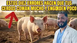 Estos 10 Errores Hacen que tus Cerdos Coman Mucho y Engorden Poco