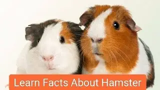 Some interesting facts about Hamster #hamster #hamstercare #hamsterpet #hamstershorts #hamsterbabies