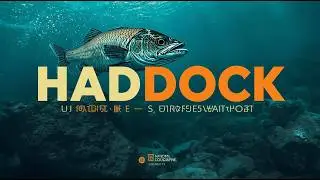 Haddock: The Cold-Water Survivor of the North Atlantic Seafloor