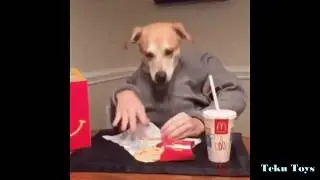 Funny dog's gifs comilation. Best dog gifs.